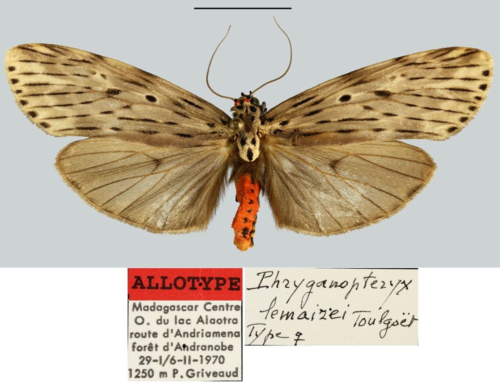 /filer/webapps/moths/media/images/L/lemairei_Phryganopteryx_AT_MNHN.jpg