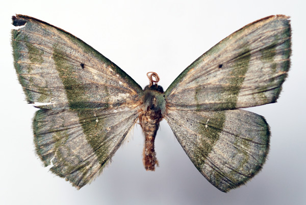 /filer/webapps/moths/media/images/L/lemairei_Somatina_AM_Sircoulomb.jpg