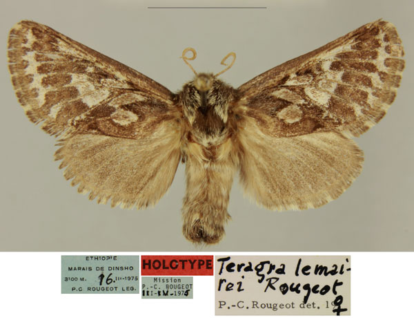 /filer/webapps/moths/media/images/L/lemairei_Teragra_HT_MNHN_xBvsx2e.jpg