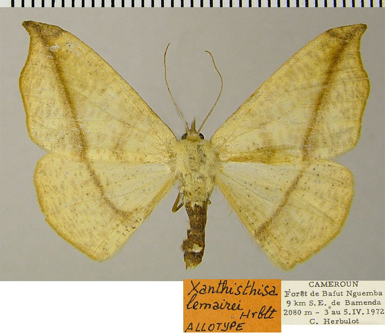 /filer/webapps/moths/media/images/L/lemairei_Xanthisthisa_AT_ZSM.jpg