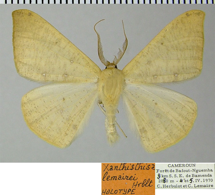 /filer/webapps/moths/media/images/L/lemairei_Xanthisthisa_HT_ZSMa.jpg