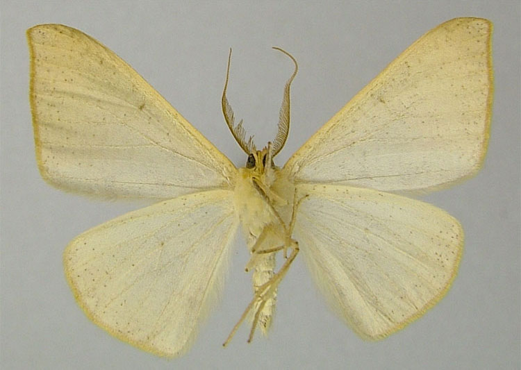 /filer/webapps/moths/media/images/L/lemairei_Xanthisthisa_HT_ZSMb.jpg