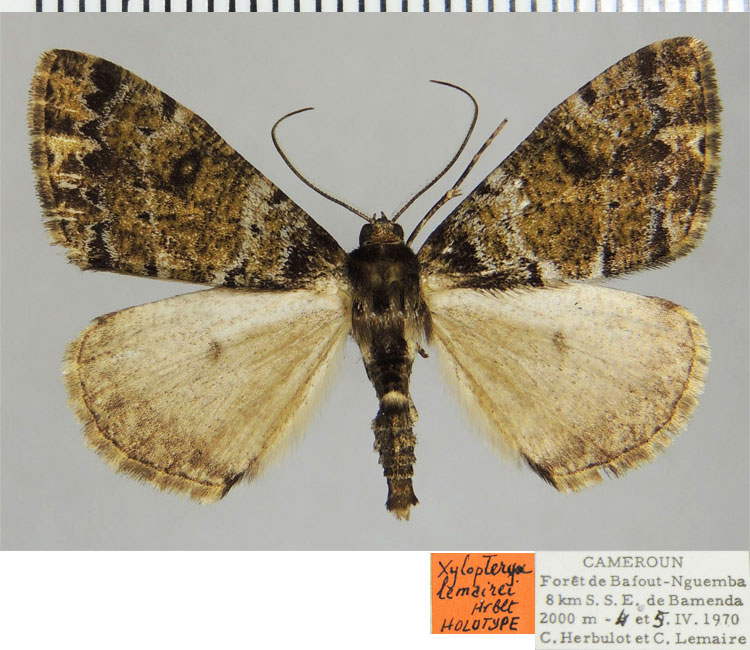/filer/webapps/moths/media/images/L/lemairei_Xylopteryx_HT_ZSMa.jpg
