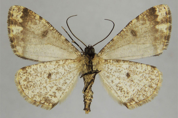/filer/webapps/moths/media/images/L/lemairei_Xylopteryx_HT_ZSMb.jpg