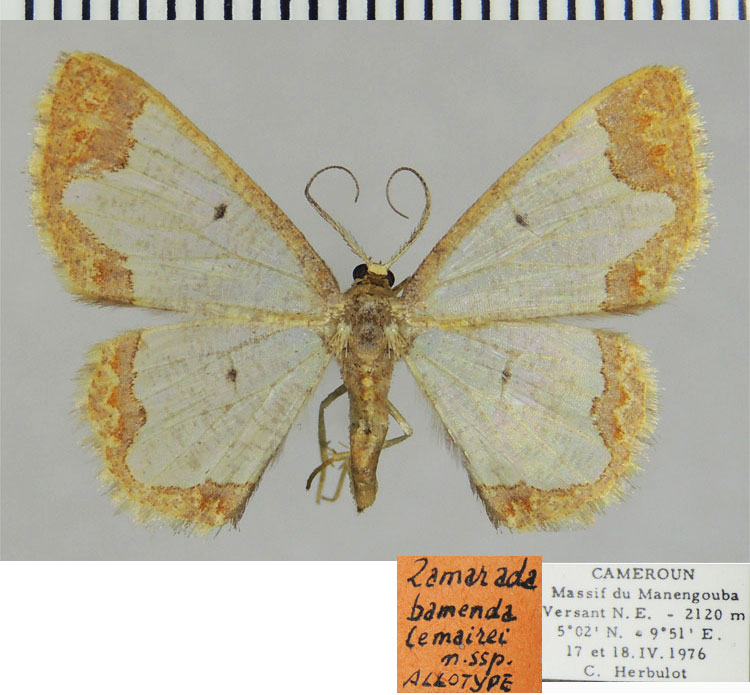 /filer/webapps/moths/media/images/L/lemairei_Zamarada_AT_ZSM.jpg