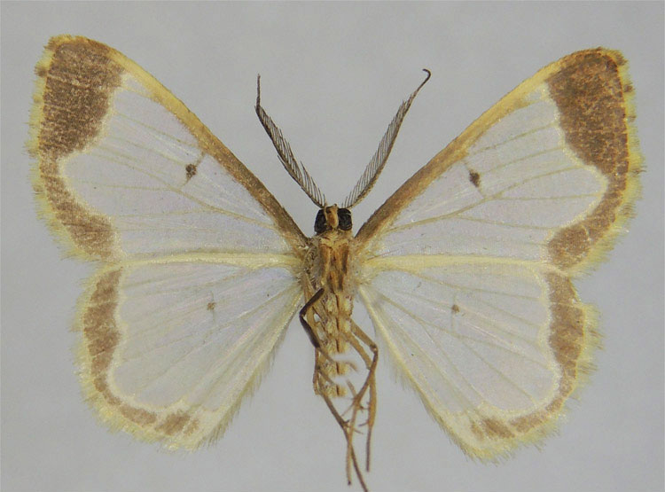 /filer/webapps/moths/media/images/L/lemairei_Zamarada_HT_ZSMb.jpg