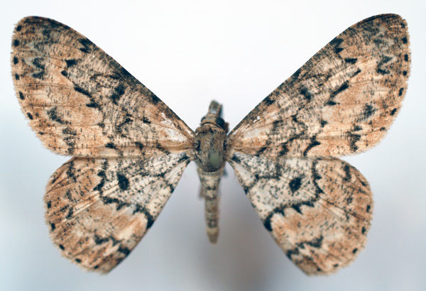/filer/webapps/moths/media/images/L/lemairei_Zeuctoboarmia_AF_Sircoulomb.jpg