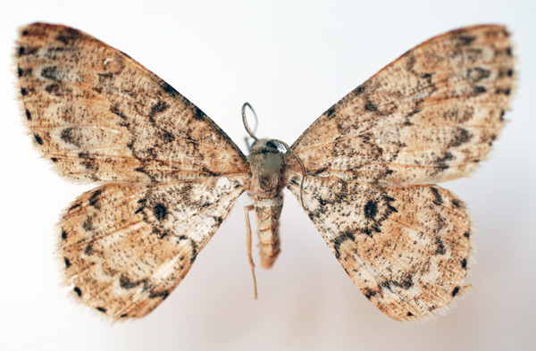 /filer/webapps/moths/media/images/L/lemairei_Zeuctoboarmia_AM_Sircoulomb.jpg