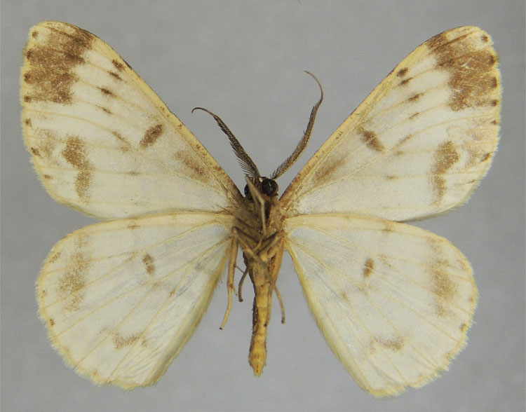 /filer/webapps/moths/media/images/L/lemairei_Zeuctoboarmia_HT_ZSMb.jpg