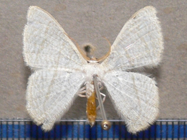 /filer/webapps/moths/media/images/L/lemairei_hyalinometra_A_Goff_01.JPG