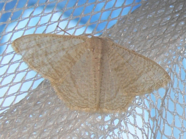 /filer/webapps/moths/media/images/L/lemairei_hyalinometra_A_Goff_02.JPG
