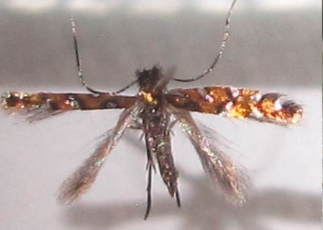 /filer/webapps/moths/media/images/L/lemarchandi_Phyllonorycter_AM_Bippus_01.jpg