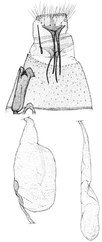 /filer/webapps/moths/media/images/L/lemarchandi_Phyllonorycter_GF_DePrins.jpg