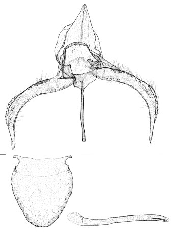 /filer/webapps/moths/media/images/L/lemarchandi_Phyllonorycter_GM_DePrins.jpg