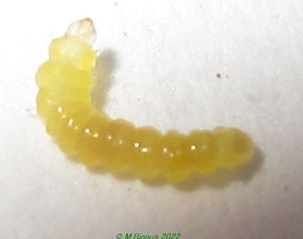 /filer/webapps/moths/media/images/L/lemarchandi_Phyllonorycter_L_Bippusb.jpg