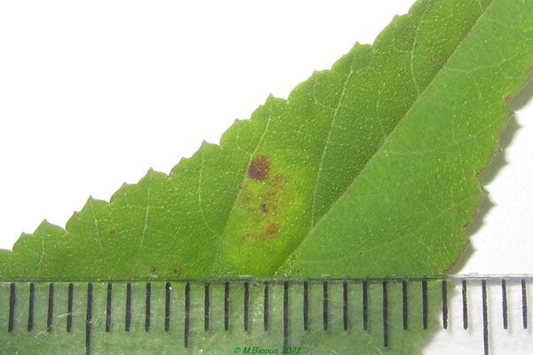 /filer/webapps/moths/media/images/L/lemarchandi_Phyllonorycter_M_Bippus.jpg