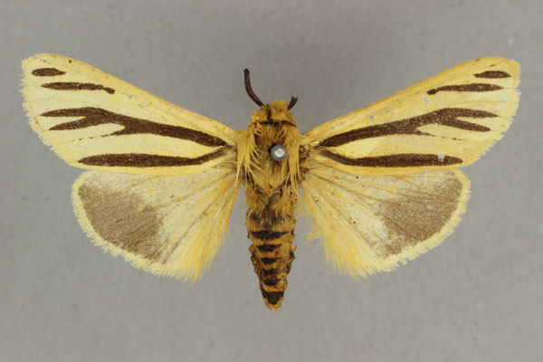 /filer/webapps/moths/media/images/L/lemniscata_Popoudina_AM_BMNH.jpg