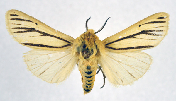 /filer/webapps/moths/media/images/L/lemniscata_Popoudina_AM_NHMO.jpg