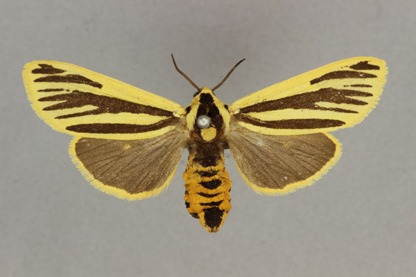 /filer/webapps/moths/media/images/L/lemniscata_Popoudina_HT_BMNH.jpg