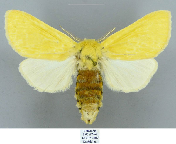 /filer/webapps/moths/media/images/L/lemona_Antheua_PTF_Schintlmeister.jpg