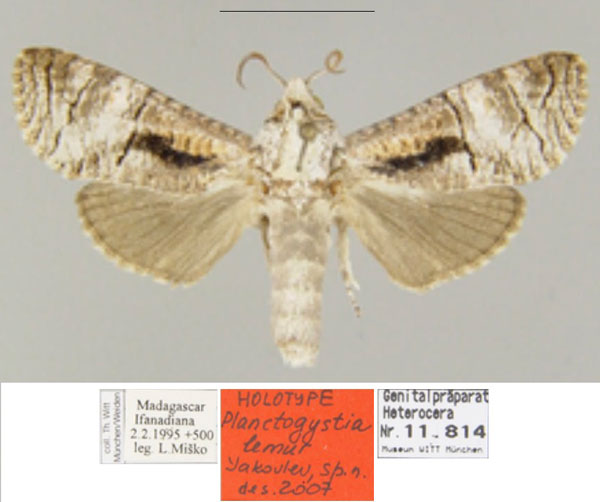 /filer/webapps/moths/media/images/L/lemur_Planctogystia_HT_ZSM.jpg