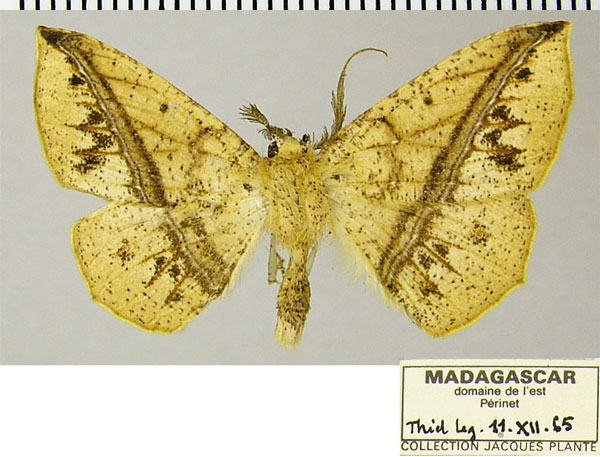 /filer/webapps/moths/media/images/L/lemur_Psilocerea_AM_ZSM.jpg