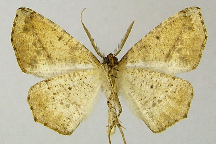 /filer/webapps/moths/media/images/L/lemur_Psilocerea_PTM_ZSMb.jpg