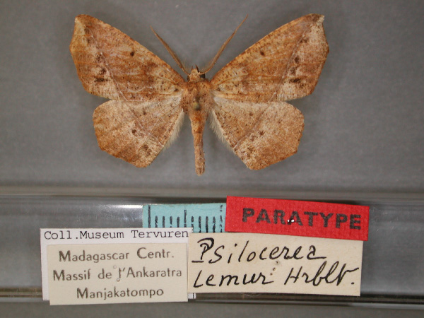 /filer/webapps/moths/media/images/L/lemur_Psilocerea_PT_RMCA_01.jpg
