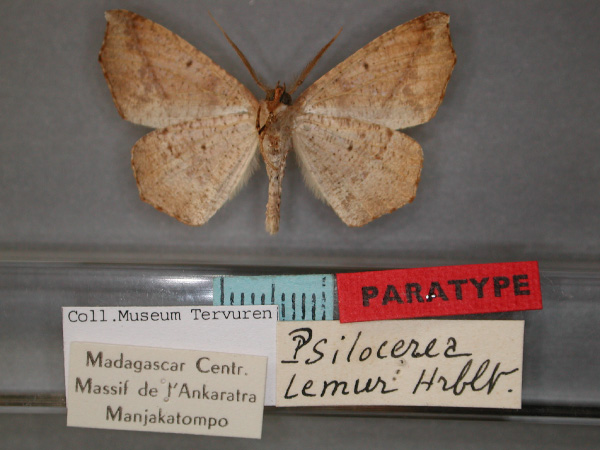 /filer/webapps/moths/media/images/L/lemur_Psilocerea_PT_RMCA_02.jpg