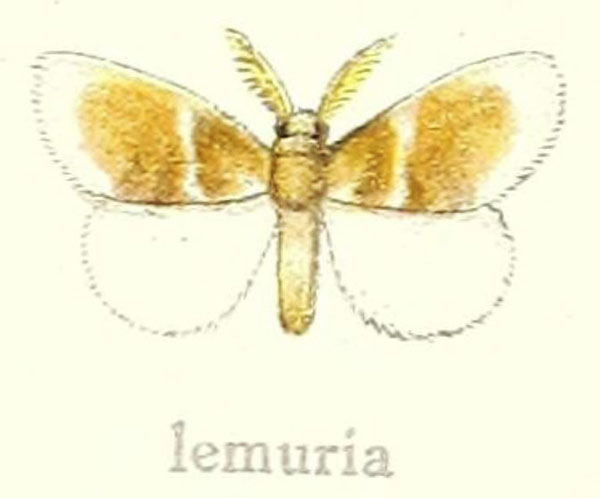 /filer/webapps/moths/media/images/L/lemuria_Euproctis_HT_Hering_21c.jpg