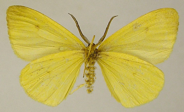 /filer/webapps/moths/media/images/L/lemuria_Hylemera_AM_ZSMb.jpg