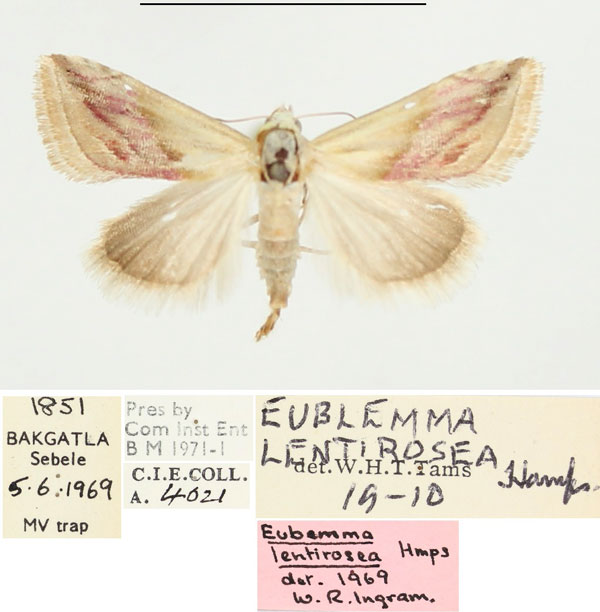 /filer/webapps/moths/media/images/L/lentirosea_Eublemma_AF_BMNH.jpg