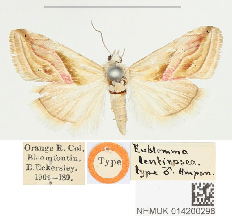 /filer/webapps/moths/media/images/L/lentirosea_Eublemma_HT_BMNH.jpg