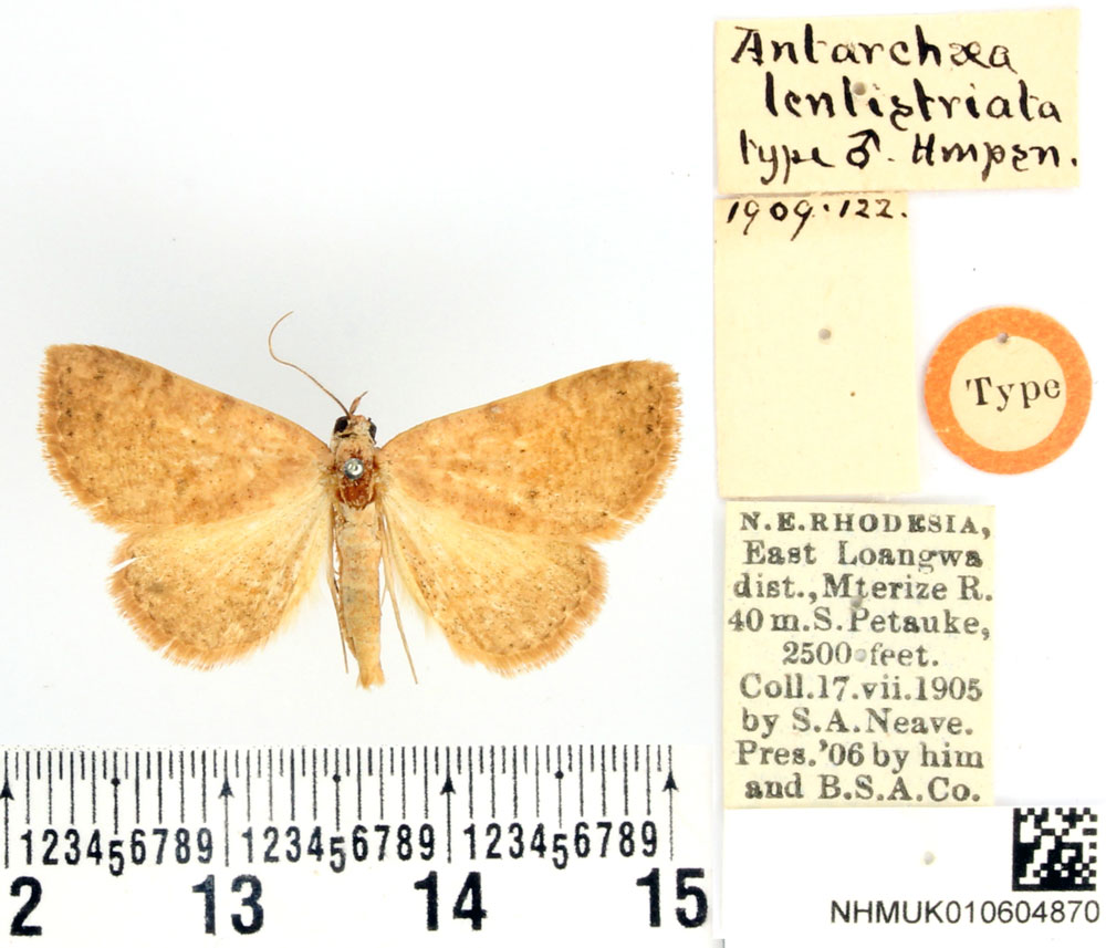/filer/webapps/moths/media/images/L/lentistriata_Antarchae_HT_BMNH.jpg
