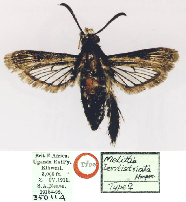 /filer/webapps/moths/media/images/L/lentistriata_Melittia_AT_BMNH.jpg