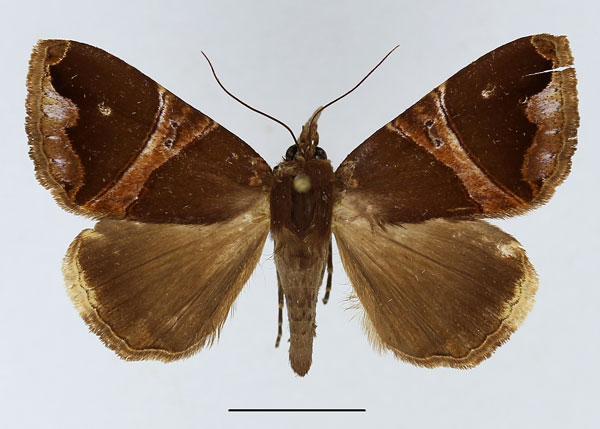 /filer/webapps/moths/media/images/L/lenzi_Achaea_AF_Basquin.jpg