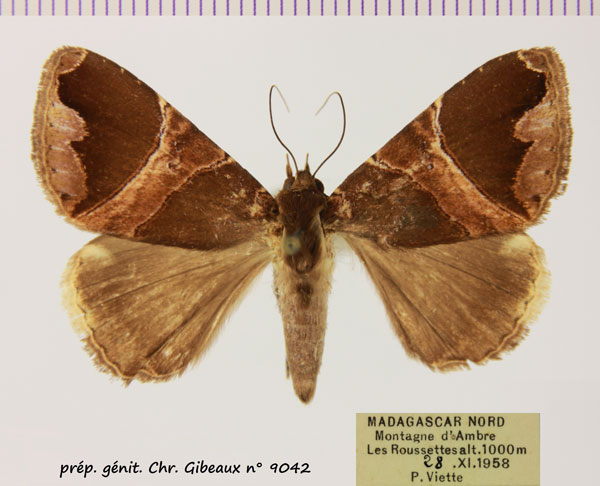 /filer/webapps/moths/media/images/L/lenzi_Achaea_AF_MNHN.jpg