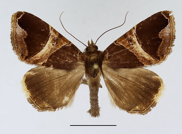 /filer/webapps/moths/media/images/L/lenzi_Achaea_AM_Basquin.jpg