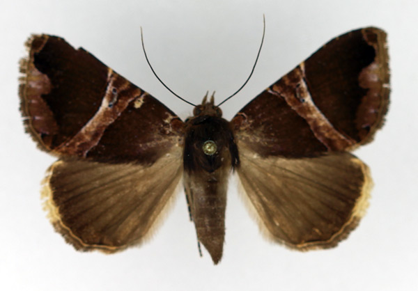 /filer/webapps/moths/media/images/L/lenzi_Achaea_AM_Legrain.jpg