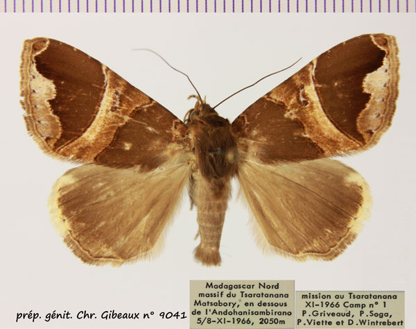 /filer/webapps/moths/media/images/L/lenzi_Achaea_AM_MNHN.jpg