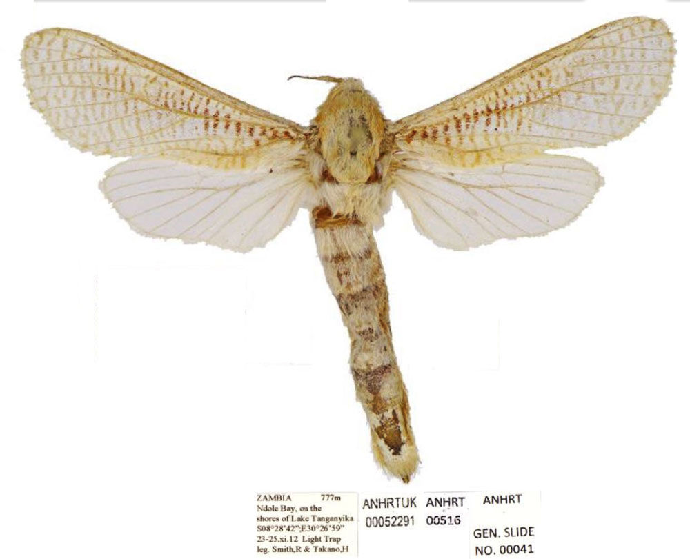 /filer/webapps/moths/media/images/L/lenzi_Davidlivingstonia_PTF_ANHRT.jpg
