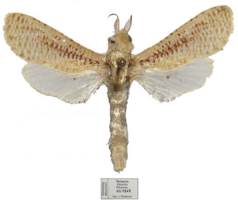 /filer/webapps/moths/media/images/L/lenzi_Davidlivingstonia_PTM_ZSM.jpg