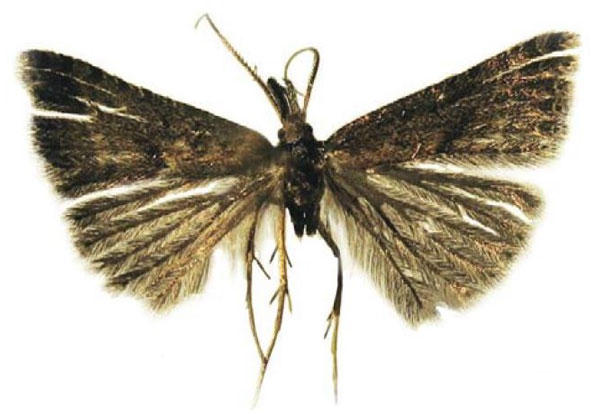 /filer/webapps/moths/media/images/L/lenzi_Microschismus_HT_BMNH.jpg