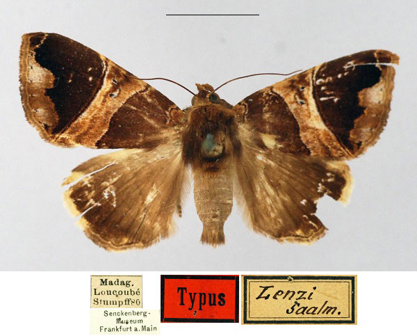 /filer/webapps/moths/media/images/L/lenzi_Ophiusa_ST_SNMF.jpg