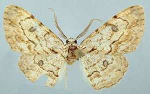 /filer/webapps/moths/media/images/L/lenzi_Orbamia_HT_ZSMa.jpg