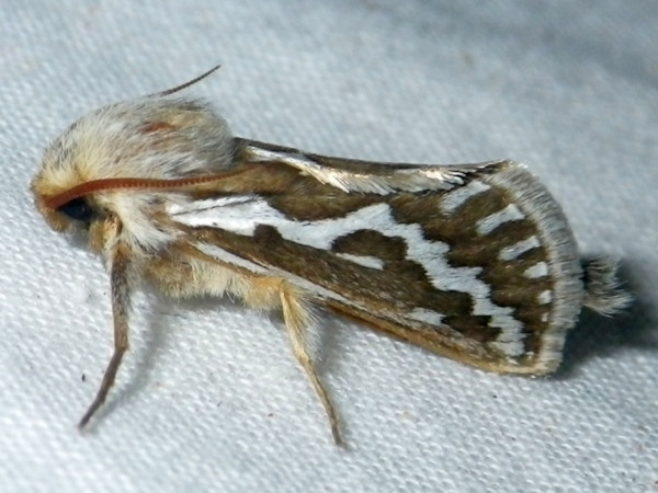 /filer/webapps/moths/media/images/L/leocucyma_Eudalaca_A_Liebenberg_01.jpg