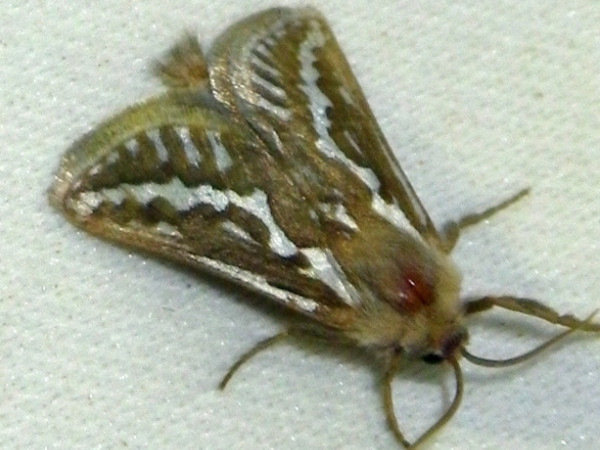 /filer/webapps/moths/media/images/L/leocucyma_Eudalaca_A_Liebenberg_02.jpg