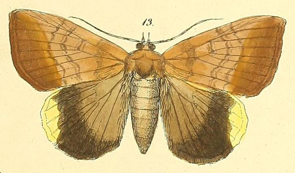 /filer/webapps/moths/media/images/L/leona_Achaea_HT_Felder_116_13.jpg