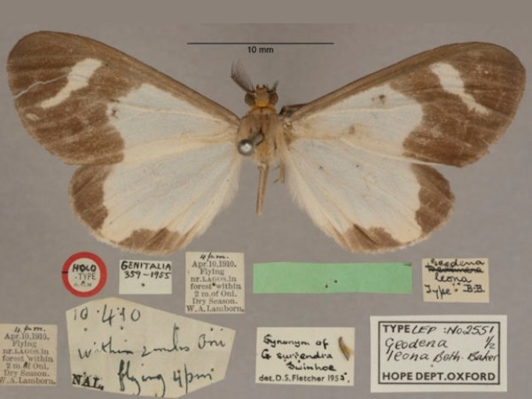 /filer/webapps/moths/media/images/L/leona_Geodena_HTF_OUMNHa_01.jpg