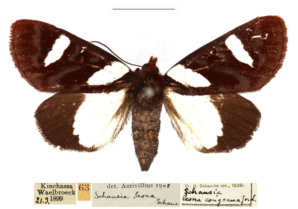 /filer/webapps/moths/media/images/L/leona_Schausia_AF_RBINS.jpg